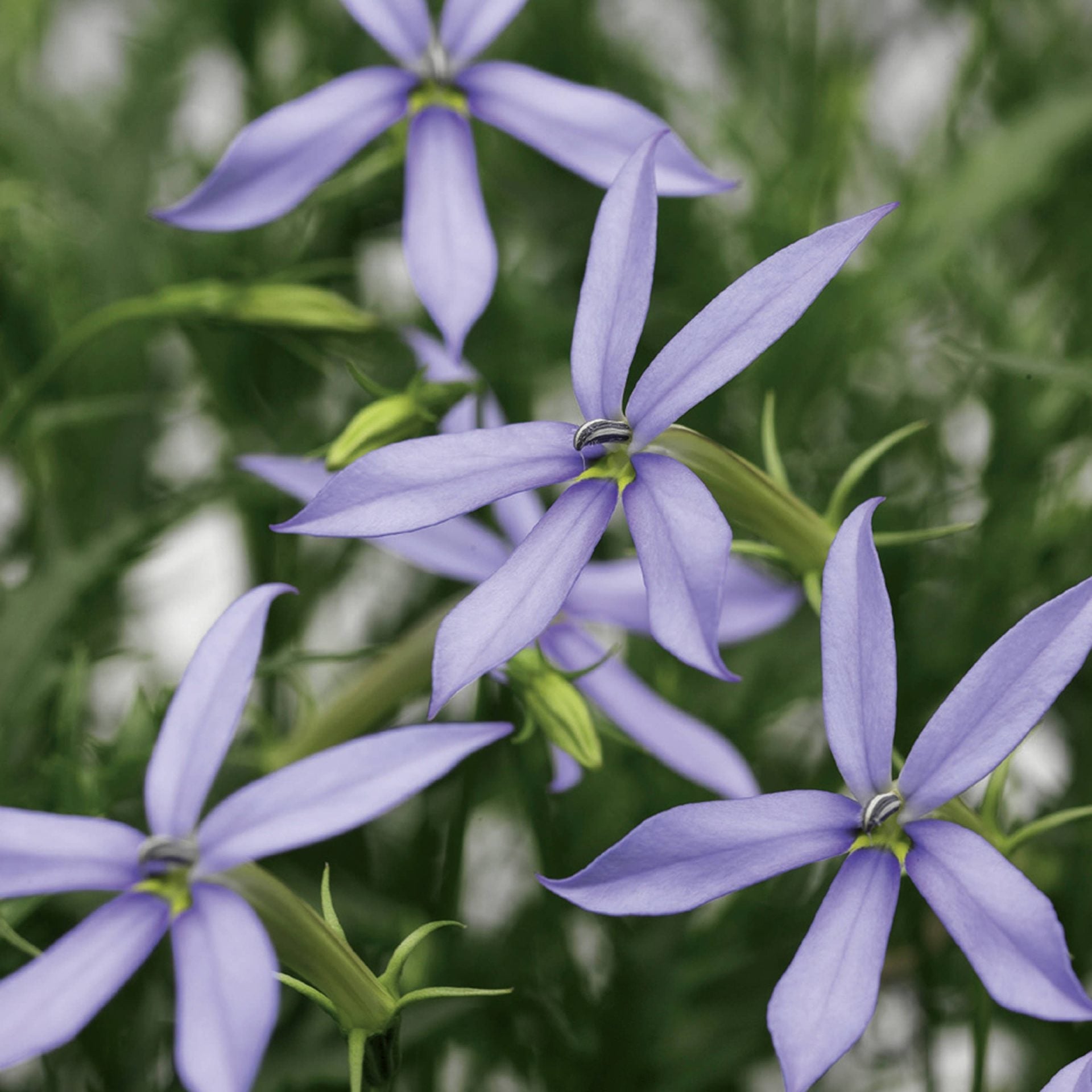 Blue Laurentia Flower seeds for Planting Vibrant Colors, Heirloom & GMO Free Seeds for Home Garden vegetable and garden seeds