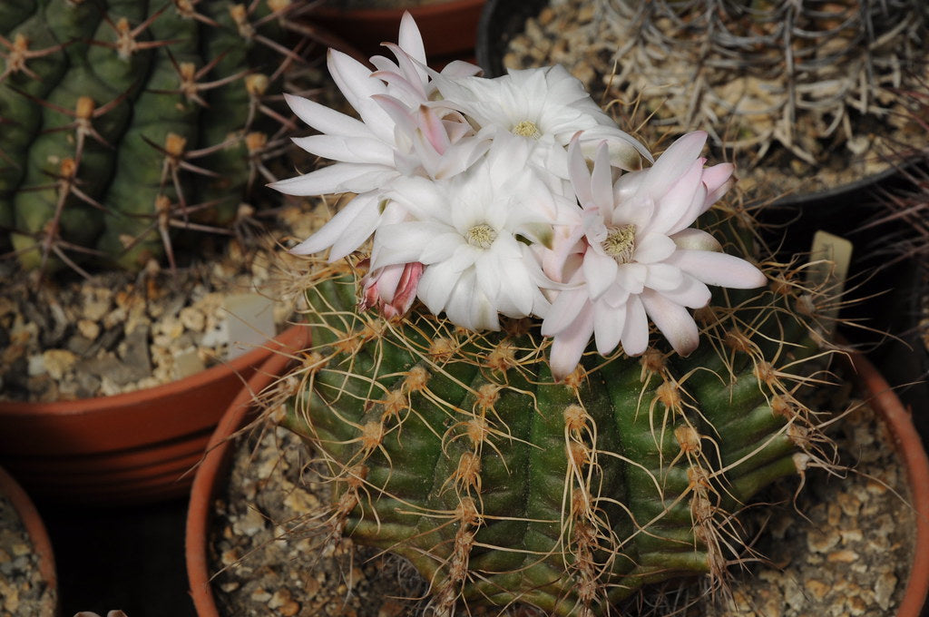 High quality White Gymnocalycium Eurypleurum Flower seeds for Planting Drought Tolerant, Heirloom & GMO Free Seeds for Home Garden seeds pack