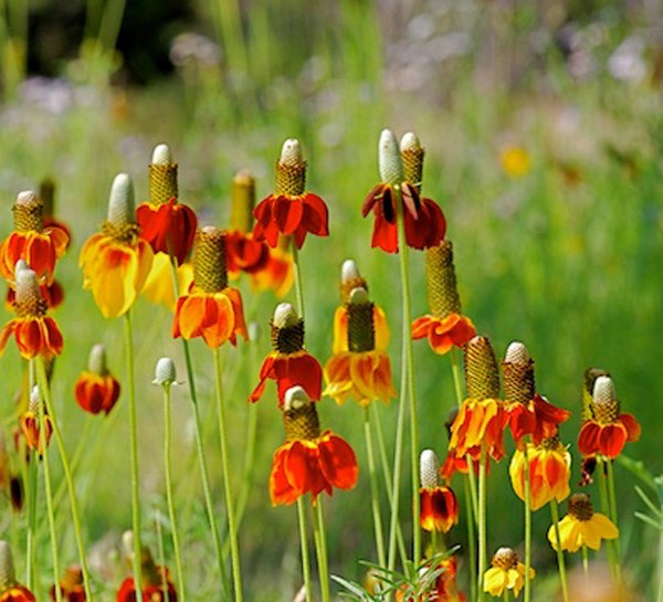 Hat Cone Flower seeds for Planting Drought Tolerant Heirloom & GMO Free Seeds for Home Garden