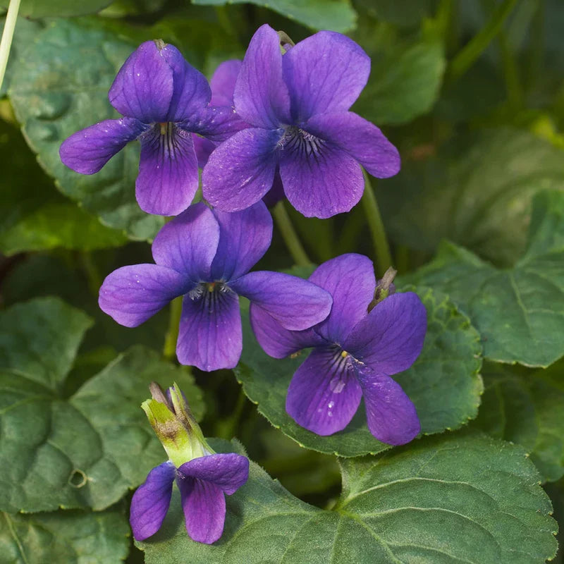 Purple Viola Odorata Flower seeds for Planting Pollinator Friendly, Heirloom & GMO Free Seeds for Home Garden seeds for planting