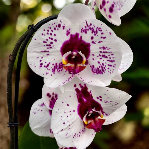 White Red Phalaenopsis Orchid Flower seeds for Planting Fragrant Blossoms, Heirloom & GMO Free Seeds for Home Garden vegetable and garden seeds