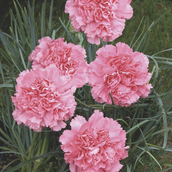 Dianthus Carnation Flower seeds for Planting Garden Favorite Heirloom & GMO Free Seeds for Home Garden