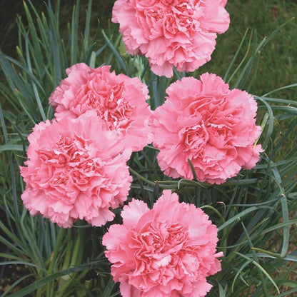 Dianthus Carnation Flower seeds for Planting Garden Favorite Heirloom & GMO Free Seeds for Home Garden