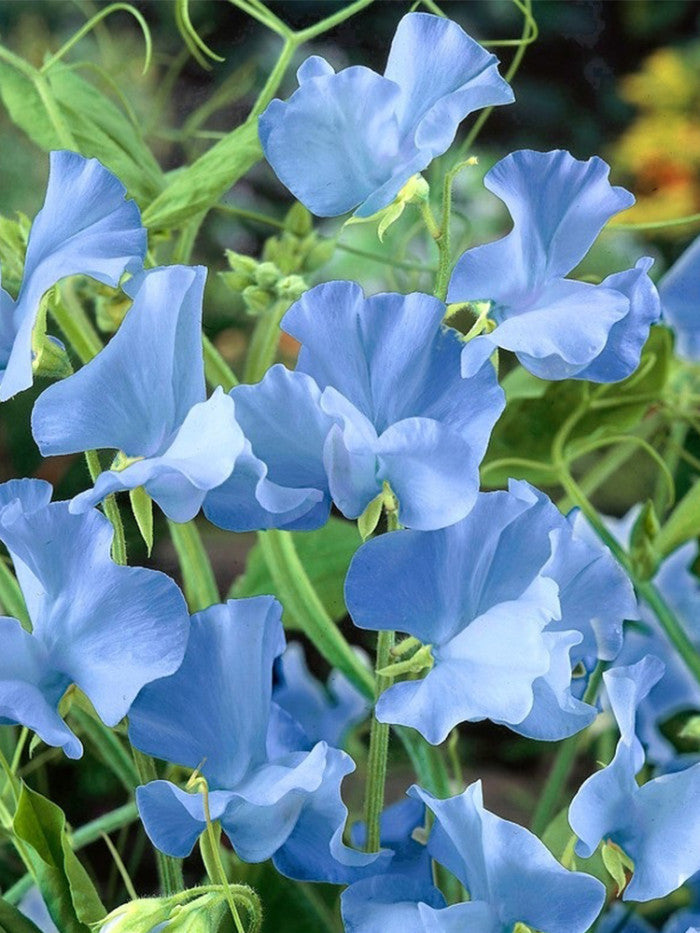 Sweet Pea Flower seeds for Planting Hardy Variety Heirloom & GMO Free Seeds for Home Garden