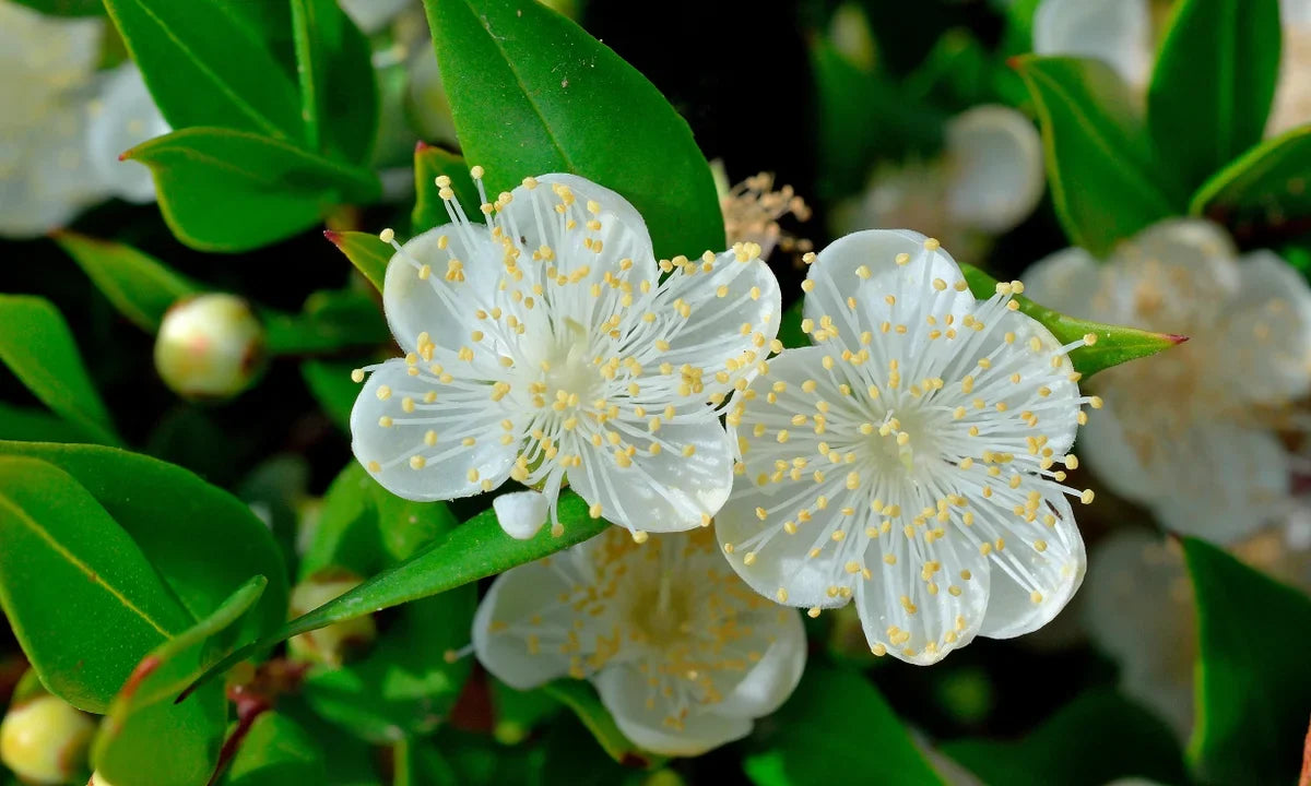 Myrtle Flower seeds for Planting Fragrant Blossoms, Heirloom & GMO Free Seeds for Home Garden seeds for planting