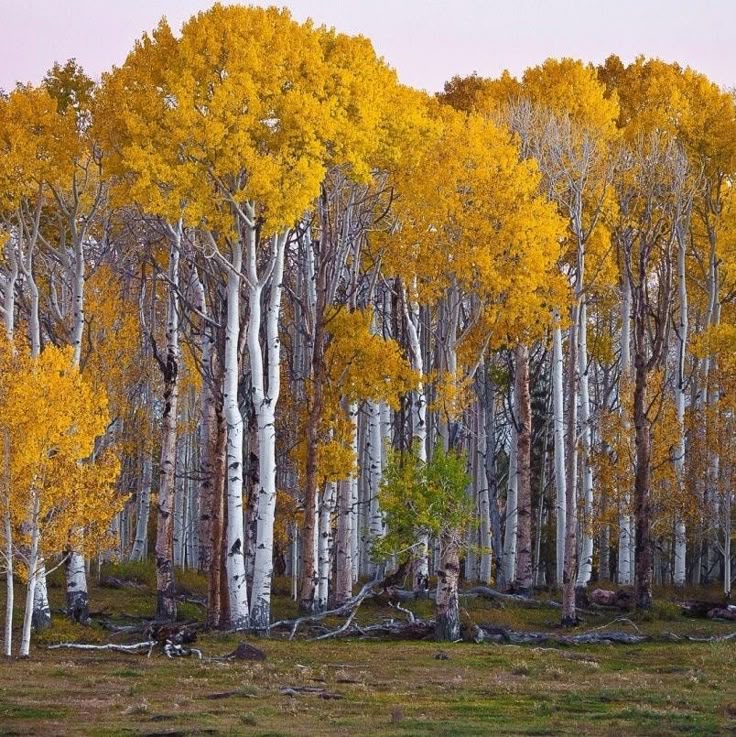 Yellow Betula Papyrifera Tree Seeds Planting