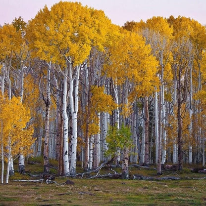 Yellow Betula Papyrifera Tree Seeds Planting