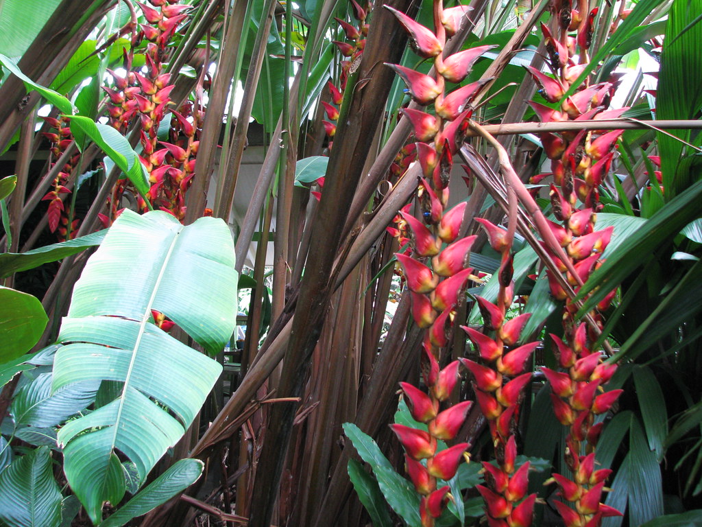 Heliconia Pogonantha Flower seeds for Planting Bright Blooms, Heirloom & GMO Free Seeds for Home Garden seeds for planting
