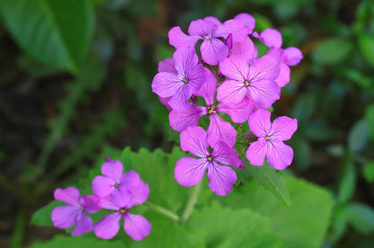 Honesty Flower seeds for Planting Cottage Garden Essential Heirloom & GMO Free Seeds for Home Garden