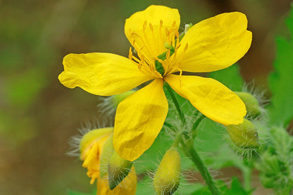 Chelidonium Majus Flower seeds for Planting Fragrant Blossoms Heirloom & GMO Free Seeds for Home Garden