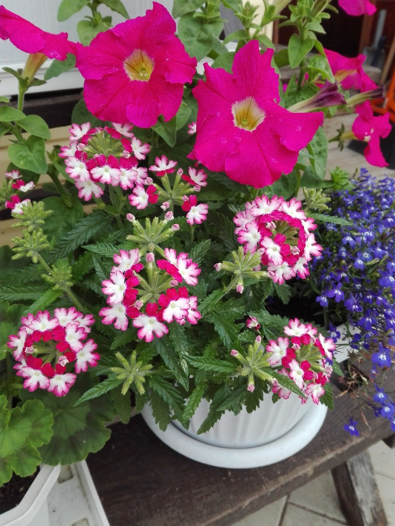 High quality Burgundy Verbena Flower seeds for Planting Pollinator Friendly, Heirloom & GMO Free Seeds for Home Garden seeds pack