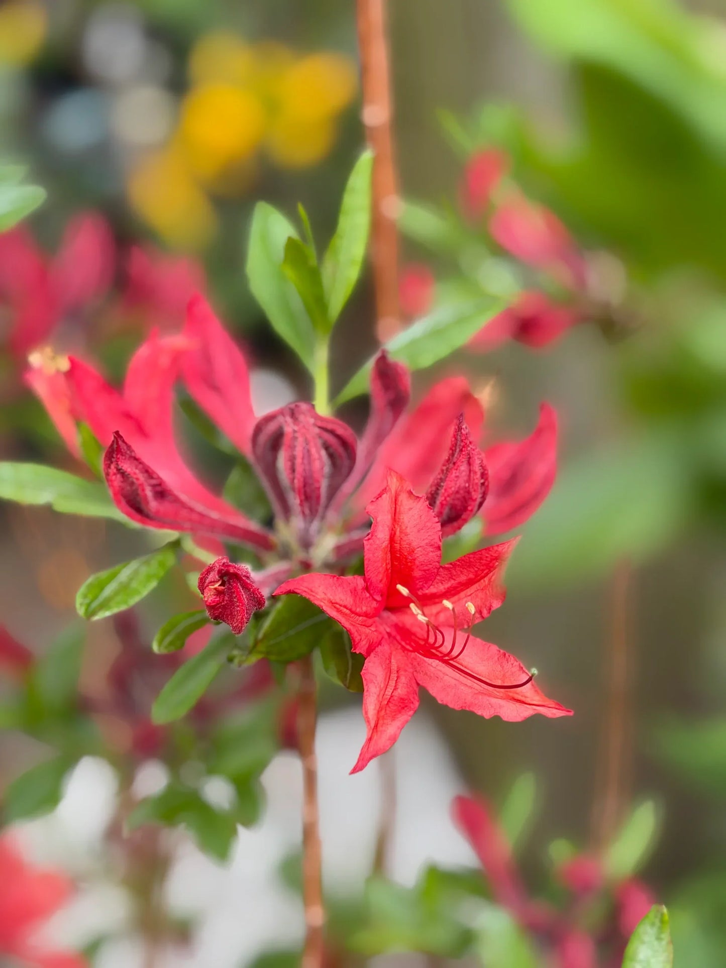 Light Red Azalea Flower seeds for Planting - Cut Flower Favorite, Heirloom & GMO Free Seeds for Home Garden
