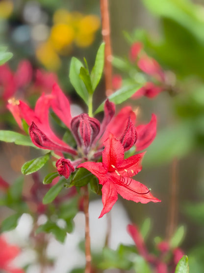 Light Red Azalea Flower seeds for Planting - Cut Flower Favorite, Heirloom & GMO Free Seeds for Home Garden