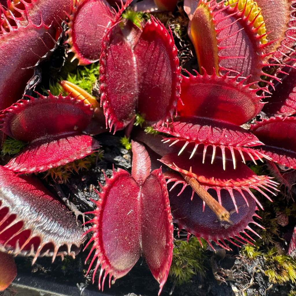 Premium Venus Fly Trap Red Flower seeds for Planting Pollinator Friendly, Heirloom & GMO Free Seeds for Home Garden seeds
