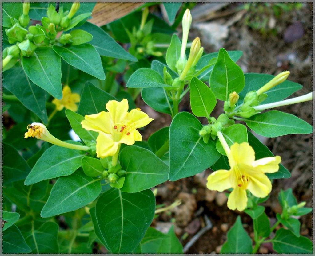 Premium Yellow Huang Moli Flower seeds for Planting Cut Flower Favorite, Heirloom & GMO Free Seeds for Home Garden seeds