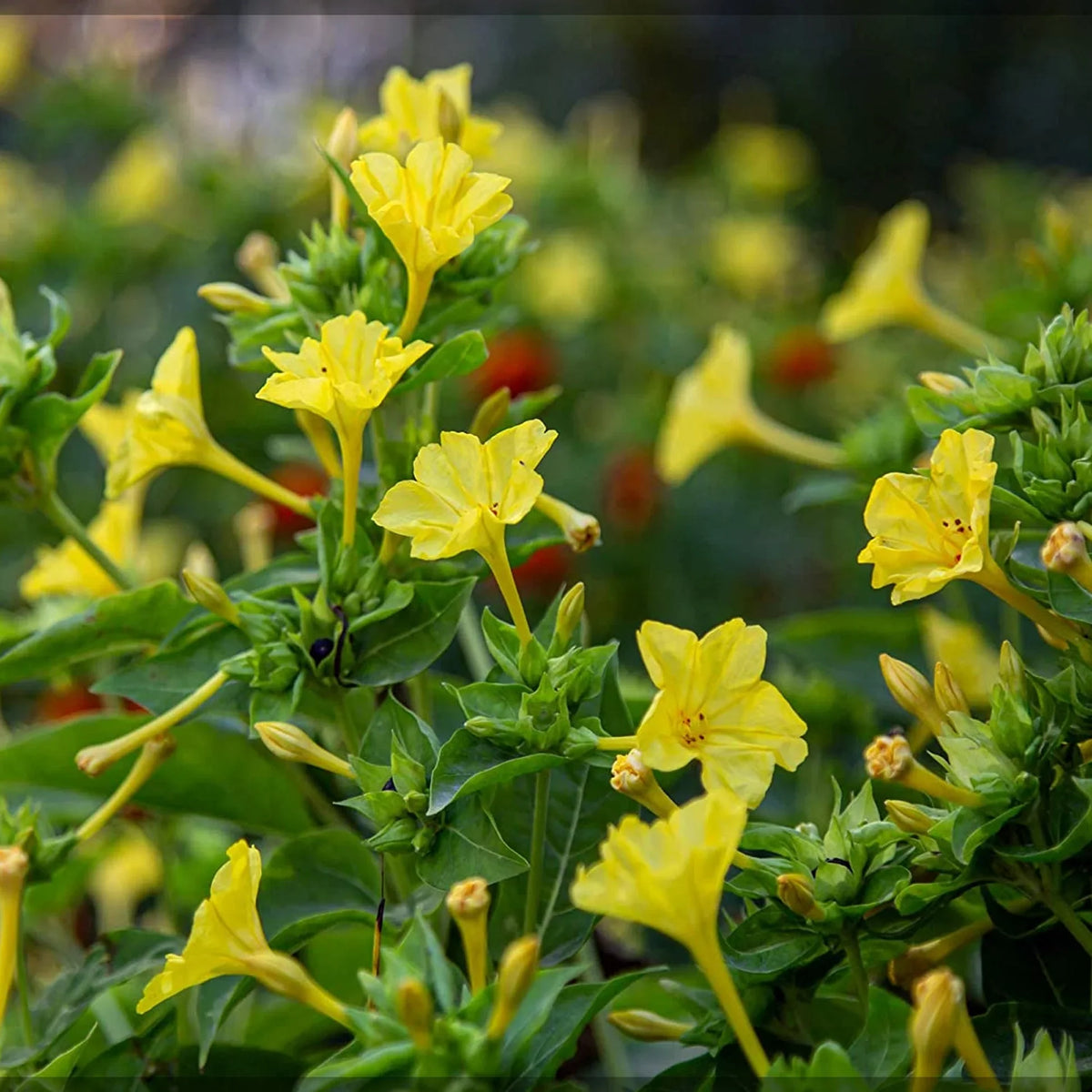 Mirabilis Flower seeds for Planting Wildflower Mix Heirloom & GMO Free Seeds for Home Garden
