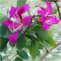 Purple Orchis Flower seeds for Planting Bright Blooms, Heirloom & GMO Free Seeds for Home Garden seeds for planting
