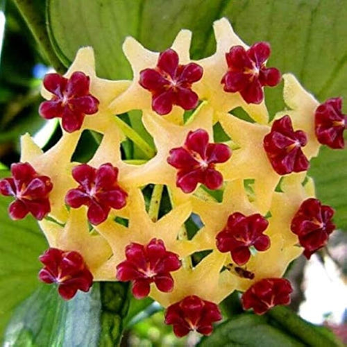 Canossa Flower seeds for Planting Cut Flower Favorite, Heirloom & GMO Free Seeds for Home Garden seeds for planting