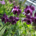 Dark Blue Dendrobium Flower seeds for Planting Pollinator Friendly, Heirloom & GMO Free Seeds for Home Garden seeds for planting
