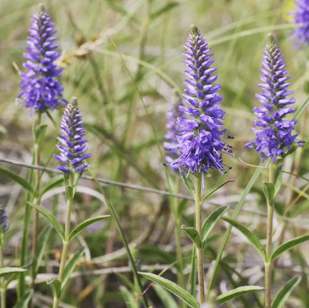 Veronica Spicata Flower seeds for Planting Pollinator Friendly, Heirloom & GMO Free Seeds for Home Garden seeds for planting