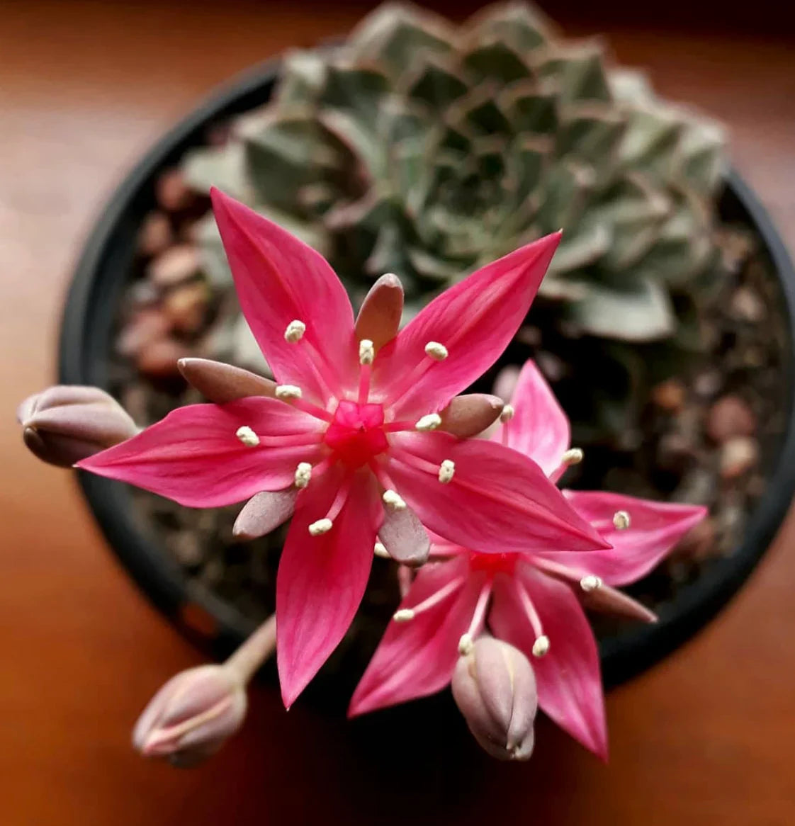 Graptopetalum Bellum Flower seeds for Planting Drought Tolerant, Heirloom & GMO Free Seeds for Home Garden seeds for planting