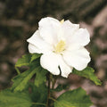 White Sharon Rose Flower seeds for Planting Colorful Display, Heirloom & GMO Free Seeds for Home Garden seeds for planting