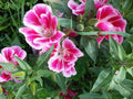 Pink White Clarkia Flower seeds for Planting Shade Tolerant, Heirloom & GMO Free Seeds for Home Garden seeds for planting