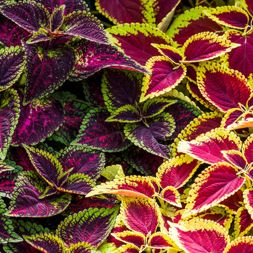 Coleus Multi Colored Flower seeds for Planting Garden Favorite, Heirloom & GMO Free Seeds for Home Garden seeds for planting