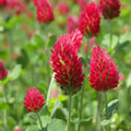 Red Crimson Flower seeds for Planting Vibrant Colors, Heirloom & GMO Free Seeds for Home Garden seeds for planting