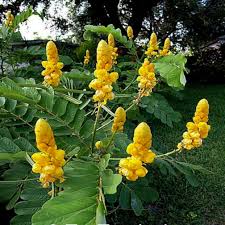 Yellow Candlestick Cassia Flower seeds for Planting Hardy Variety, Heirloom & GMO Free Seeds for Home Garden seeds for planting