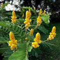 Yellow Candlestick Cassia Flower seeds for Planting Hardy Variety, Heirloom & GMO Free Seeds for Home Garden seeds for planting