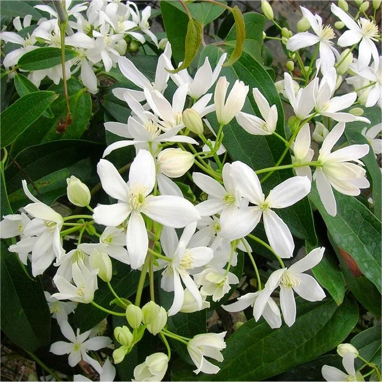 Premium Clematis Montana Flower seeds for Planting Pollinator Friendly Heirloom & GMO Free Seeds for Home Garden seeds