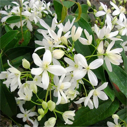 Premium Clematis Montana Flower seeds for Planting Pollinator Friendly Heirloom & GMO Free Seeds for Home Garden seeds