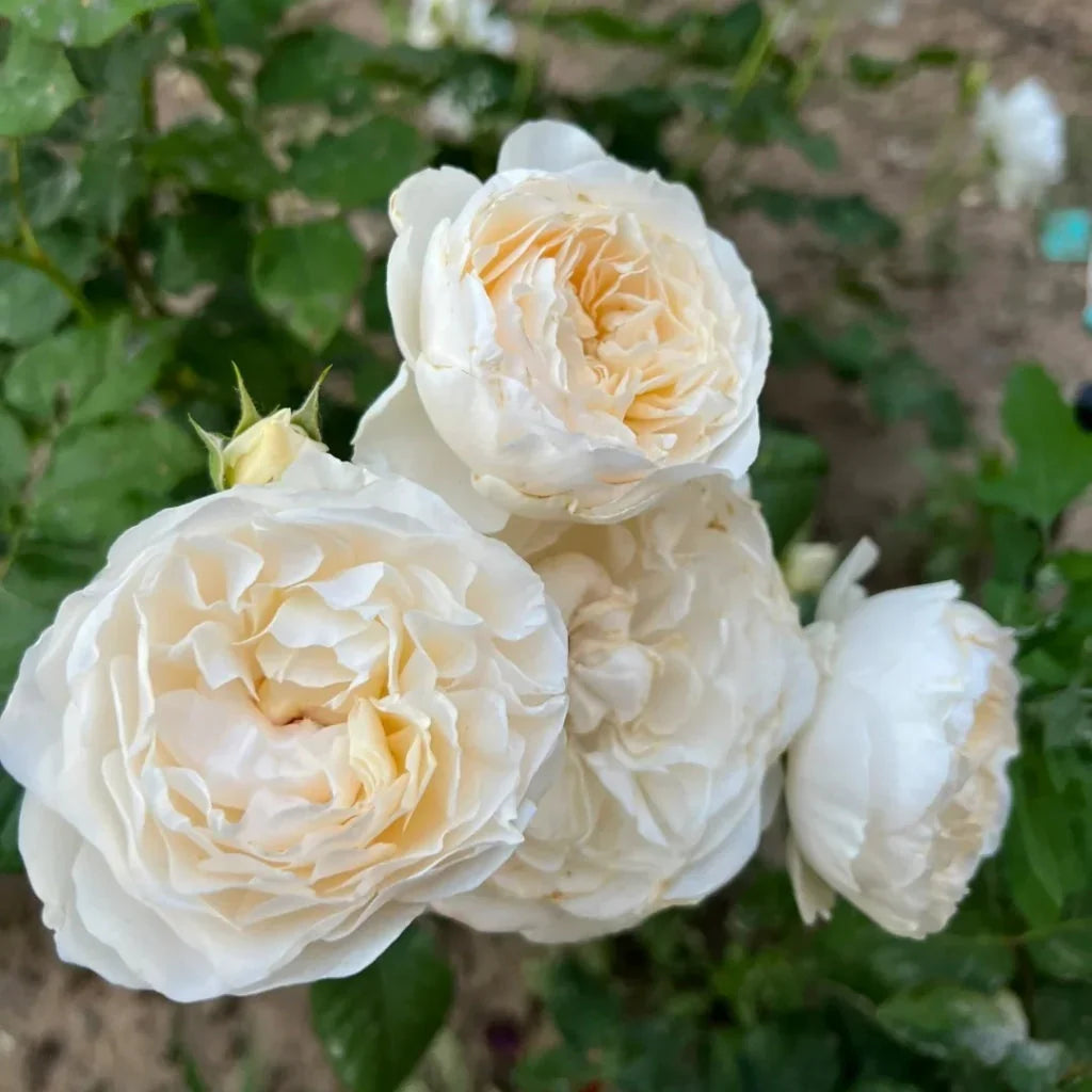 Moonlight Rose Flower seeds for Planting Pollinator Friendly, Heirloom & GMO Free Seeds for Home Garden Sale vegetable and garden seeds