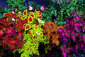 Mix Coleus Canina Flower seeds for Planting Cottage Garden Essential, Heirloom & GMO Free Seeds for Home Garden seeds for planting