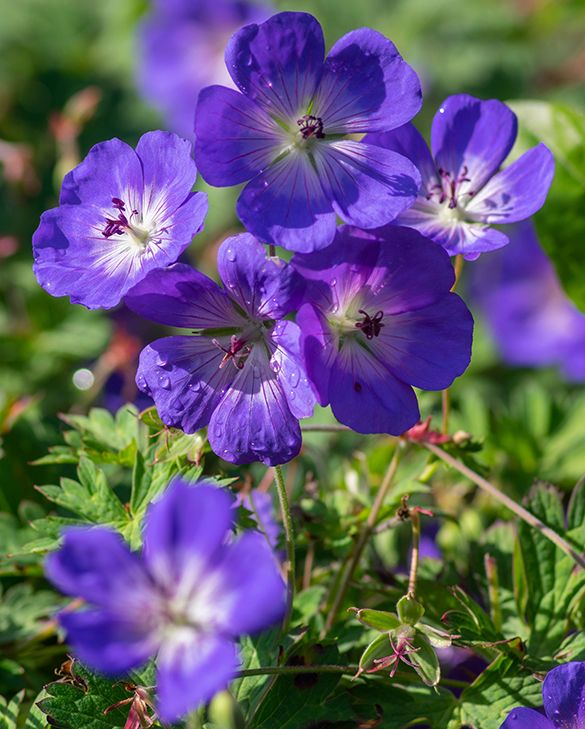 Geranium Rozanne Flower seeds for Planting Cottage Garden Essential, Heirloom & GMO Free Seeds for Home Garden vegetable and garden seeds