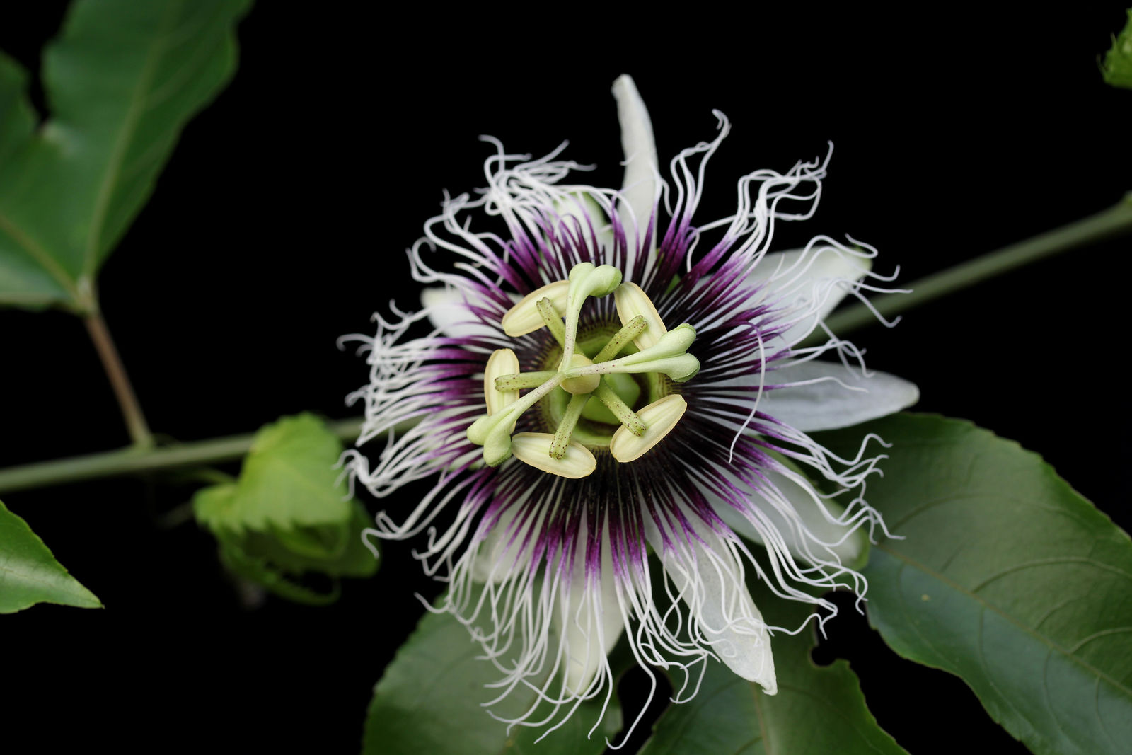 Premium Colinvauxii Passion Flower seeds for Planting Colorful Display, Heirloom & GMO Free Seeds for Home Garden seeds