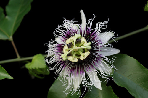 Premium Colinvauxii Passion Flower seeds for Planting Colorful Display, Heirloom & GMO Free Seeds for Home Garden seeds
