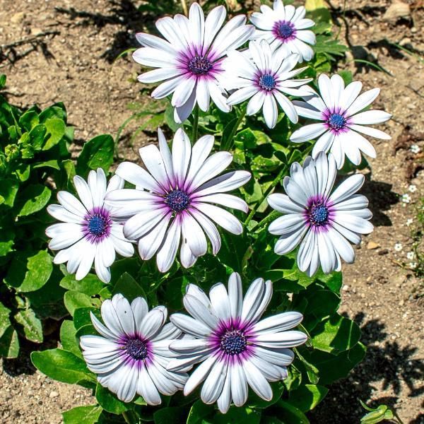 Osteospermum White Flower seeds for Planting Fragrant Blossoms, Heirloom & GMO Free Seeds for Home Garden seeds for planting