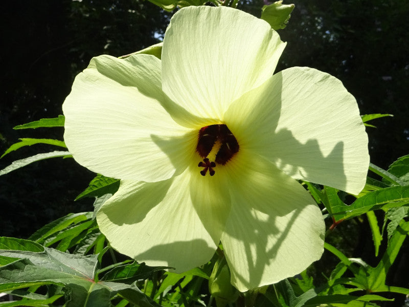 Heirloom Hibiscus Abelmoschus Flower seeds for Planting Garden Favorite Heirloom & GMO Free Seeds for Home Garden