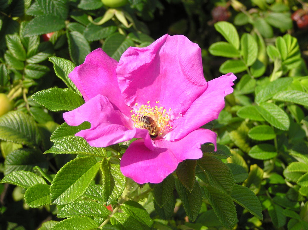 High quality Pink Rugosa Rose Flower seeds for Planting Vibrant Colors, Heirloom & GMO Free Seeds for Home Garden seeds pack