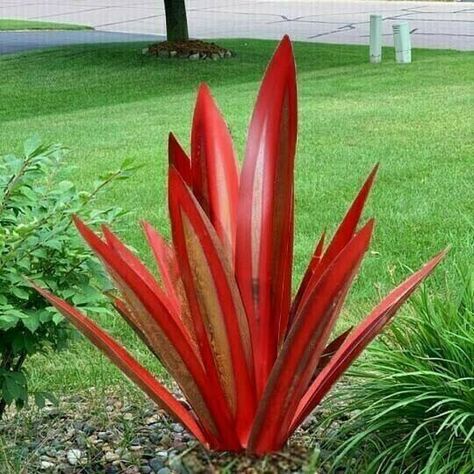 Sansevieria Plant Seeds For Planting Red Green