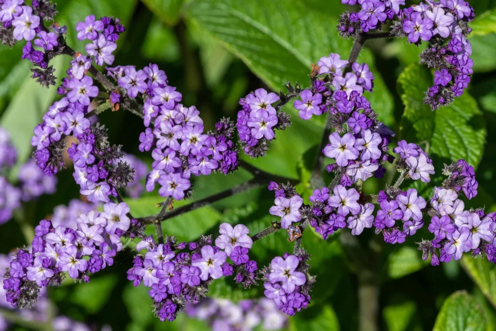 Heliotrope Marine Flower seeds for Planting Perfect for Borders Heirloom & GMO Free Seeds for Home Garden vegetable and garden seeds