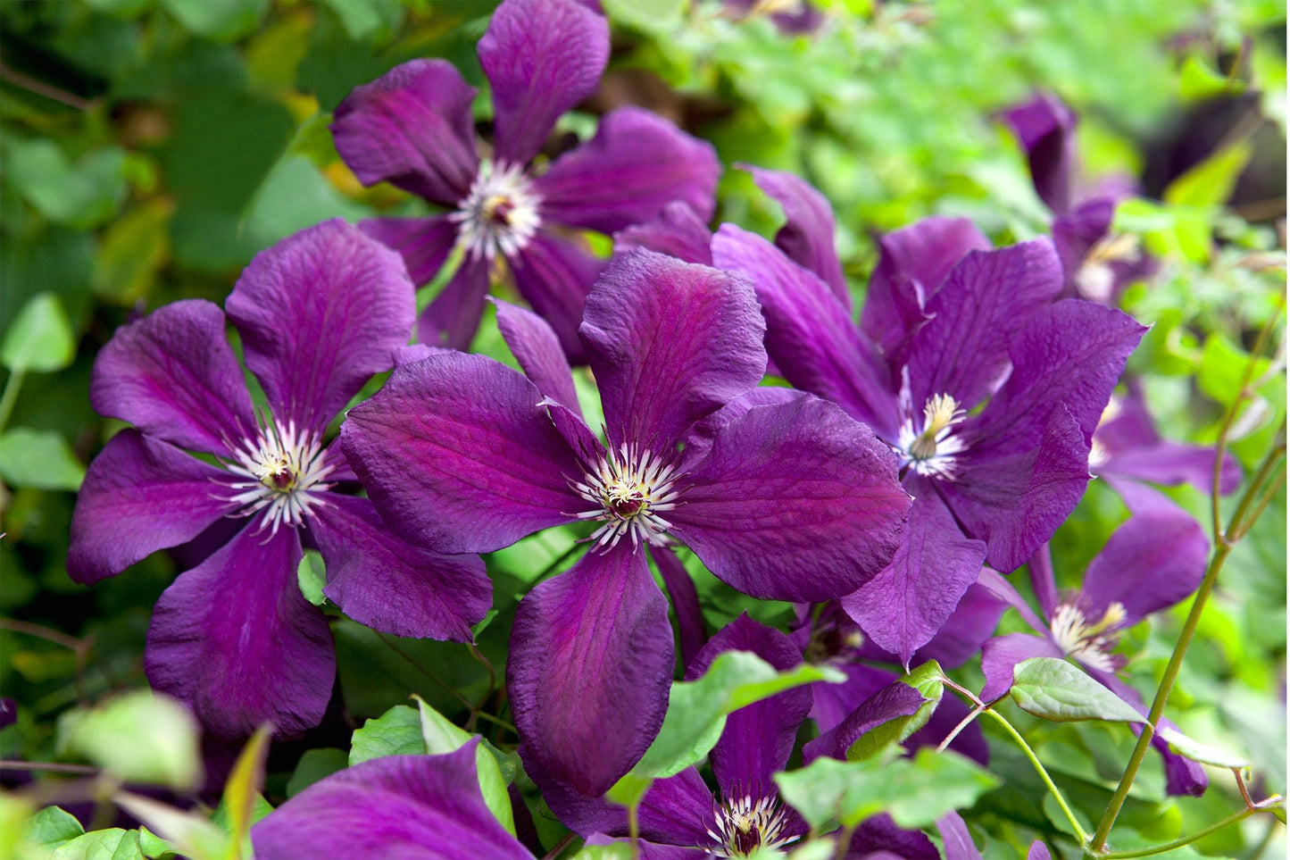Clematis Flower seeds for Planting Garden Favorite Heirloom & GMO Free Seeds for Home Garden