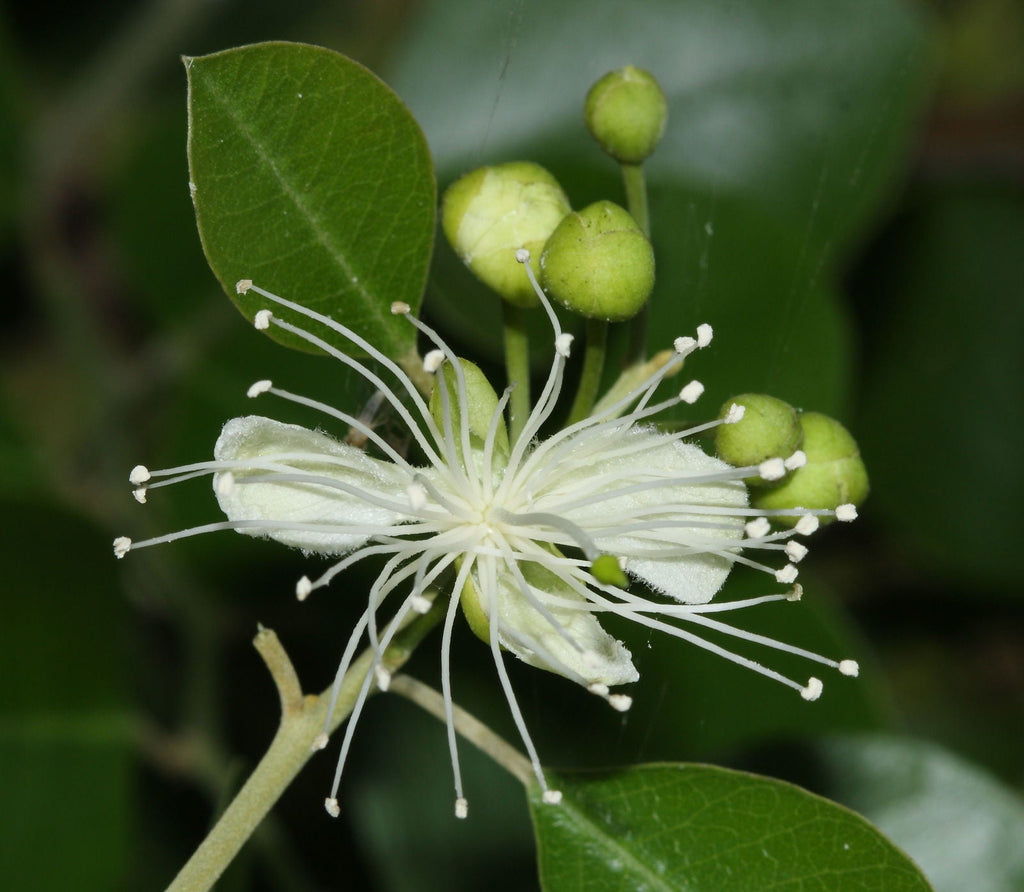 White Capparis Flower seeds for Planting Sun Loving, Heirloom & GMO Free Seeds for Home Garden vegetable and garden seeds