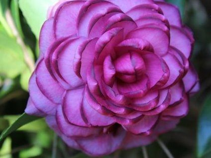 High quality Purple & Pink Camellia Flower seeds for Planting Wildflower Mix, Heirloom & GMO Free Seeds for Home Garden seeds pack