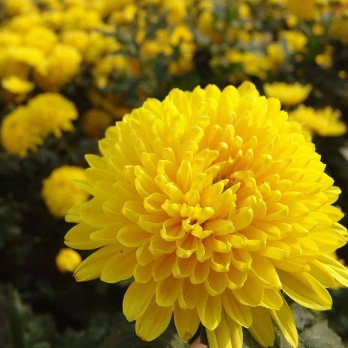 Chrysanthemum Marigold Flower seeds for Planting Bright Blooms Heirloom & GMO Free Seeds for Home Garden