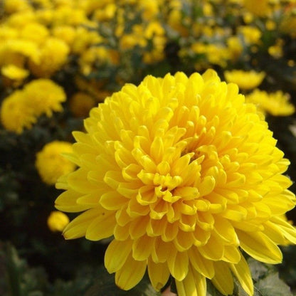 Chrysanthemum Marigold Flower seeds for Planting Bright Blooms Heirloom & GMO Free Seeds for Home Garden
