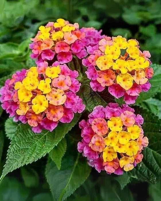 Premium Feston Purple Yellow Rose Flower seeds for Planting Wildflower Mix, Heirloom & GMO Free Seeds for Home Garden seeds
