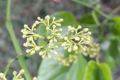 Parthenocissus Tricuspidata Flower seeds for Planting Cottage Garden Essential Heirloom & GMO Free Seeds for Home Garden